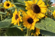 کیفیت دوربین شیائومی نوت 14 پرو پلاس را ببنید 210 کیفیت دوربین شیائومی نوت 14 پرو پلاس را ببنید